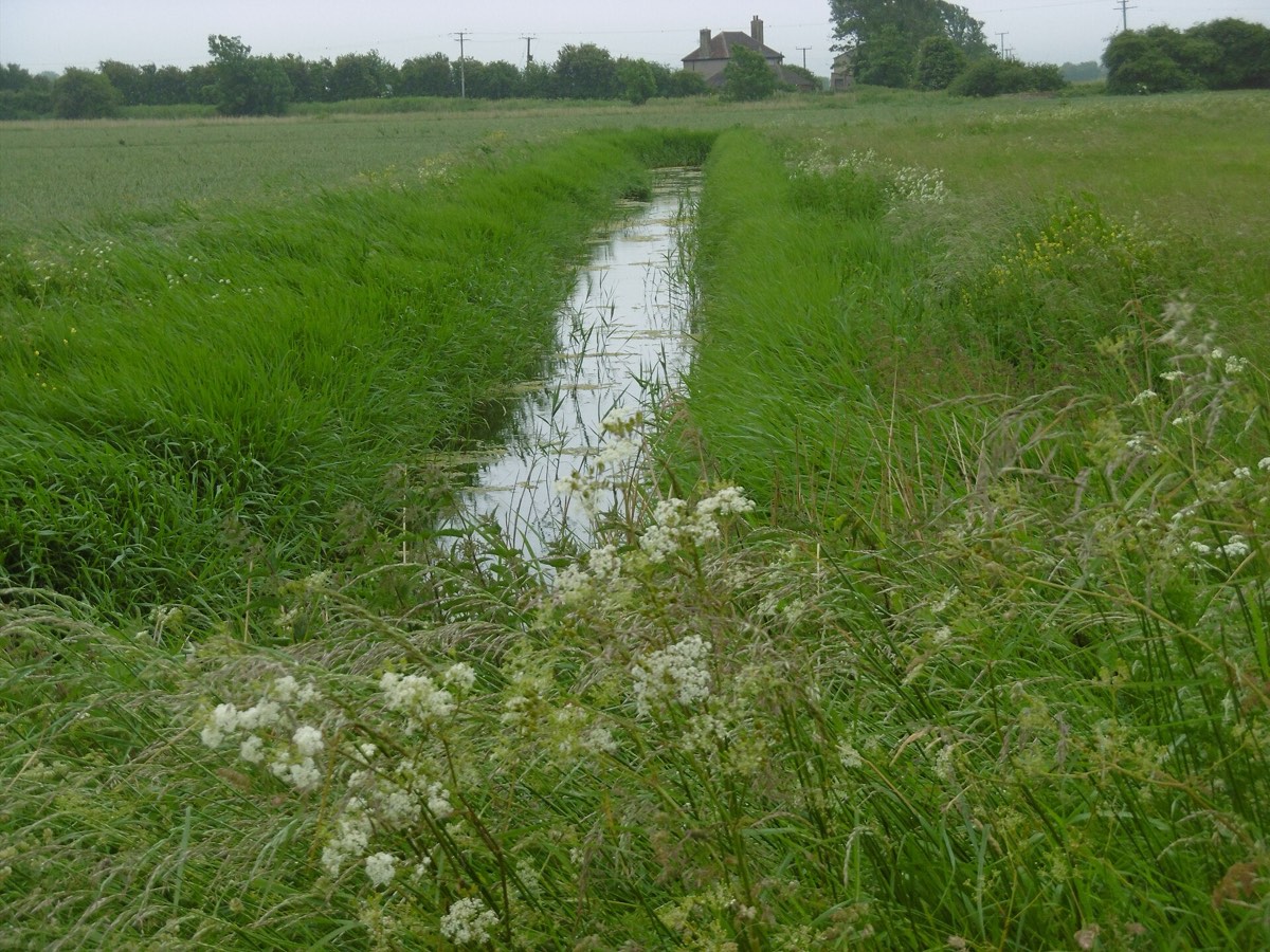 White wildflowers along a drainage dyke on Romney Marsh