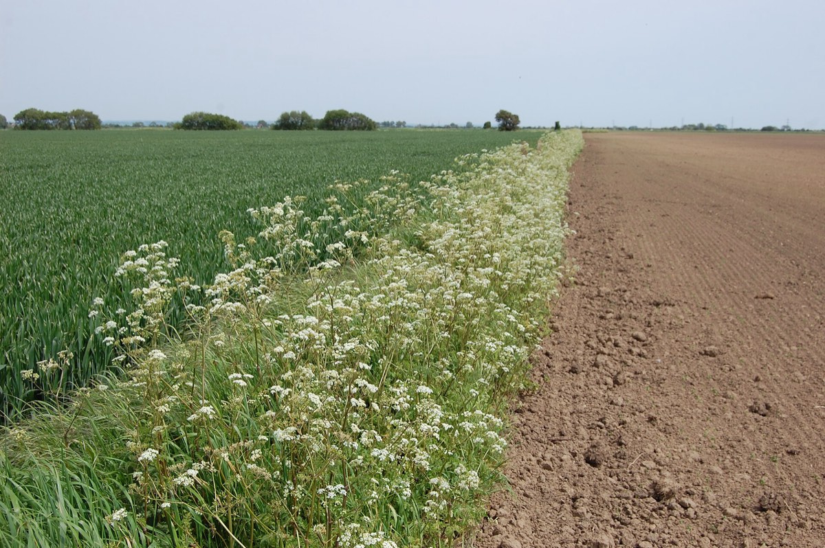 Wildflowers on a field boundary between crops on Romney Marsh